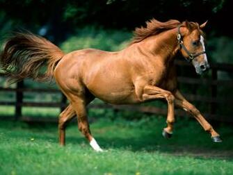 The Cat Running Horses Wallpaper For Desktop Background