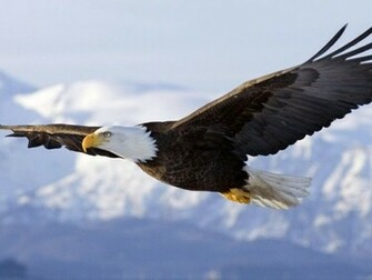 Wallpaper U 3d Flying Bald Eagle HD