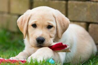 Dog Wallpaper Cool Animals Desktop Image Animal