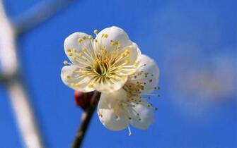 Wallpaper Japan Widescreen