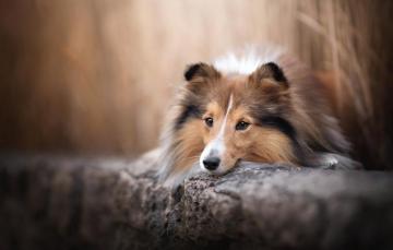 Wallpaper Face Dog Bokeh Sheltie Shetland Sheepdog Image For