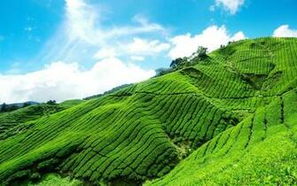 Green Tea Valley HD Desktop Wallpaper