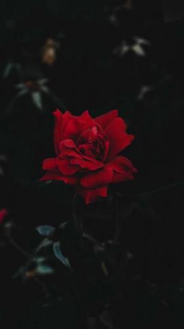 Black Rose Wallpaper Enjpg