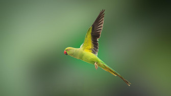 Wallpaper Green And Yellow Bird Flying Background