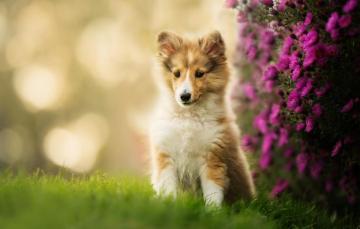 Wallpaper Flowers Puppy Bokeh Sheltie Shetland Sheepdog Image