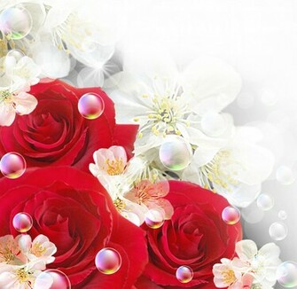 Red And White Rose Background With