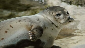Sea Lion Pup Wallpaper