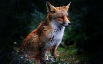 Fox Ecosia