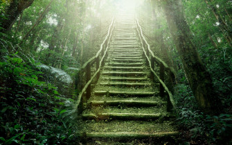 Rainforest Wallpaper For iPhone 5s