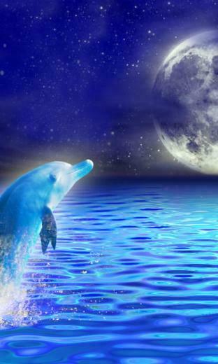 Rainbow Dolphin Live Wallpaper Version By Sharky Mobile Gmbh
