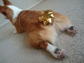 Peanut A Corgi Loooooong Christmas Style