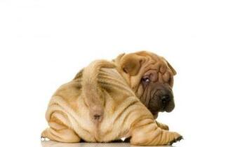 Shar Pei HD Wallpaper Background Image Id