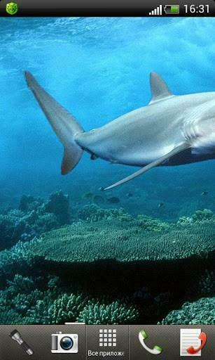 Live Wallpaper HD Sharks For Android Appszoom