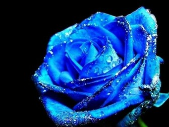 Blue Rose