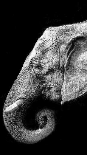 Black And White iPhone Wallpaper My HD