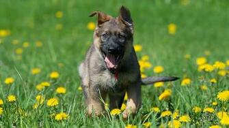 German Shepherd Dog Puppy Meadow Flowers Dandelions Joy Mood