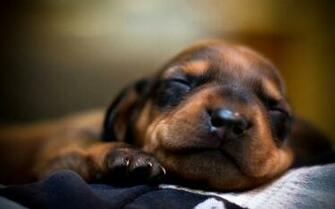 Cats Pics Dog Chihuahua And Puppies Wallpaper