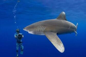 Shark Week Wallpaper