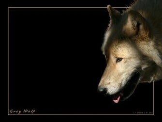 Grey Wolf Wallpaper By Steeljaw