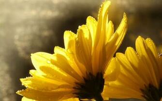 Yellow Daisies Wallpaper
