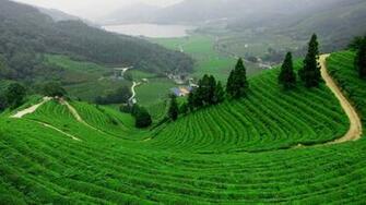 Beautiful Green Tea Gardens HD Wallpaper