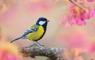 Yellow Bird And Pink Background Wallpaper