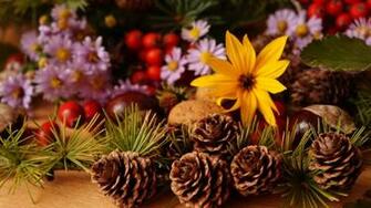 Wallpaper Autumn Flowers HD Background