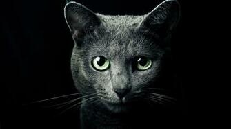 Russian Blue Cat Wallpaper Top