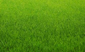 Grama Verde HD Wallpaper Grass Textures Lawn