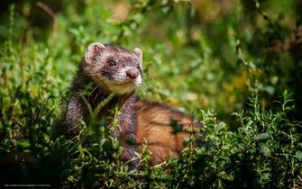 Wallpaper Ferrets Ferret Grass Desktop In