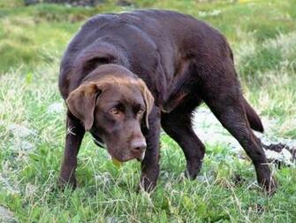 Chocolate Lab Photos Desktop Background Wallpaper M5x Eu