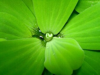Green Fullscreen Wallpaper For Desktop