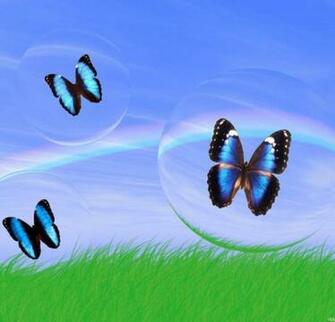 3d Butterfly Wallpaper HD