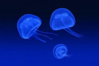 Box Jellyfish Wallpaper HD