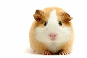 Wallpaper Hamster Guinea Pig Big Beautiful