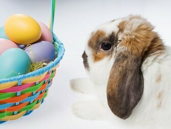 Cute Little Easter Bunny Pictures Cool Christian Wallpaper