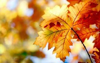 Autumn Leaves Wallpaper