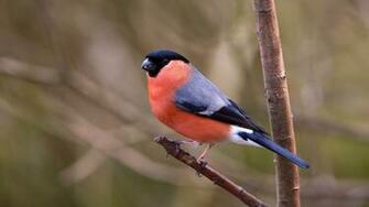 Orange And Black Bird Bullfinch Birds Twigs Finches HD
