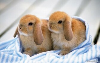 Bunnies Bunny Rabbits Wallpaper