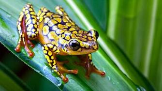 Frog On Leaf HD Wallpaper