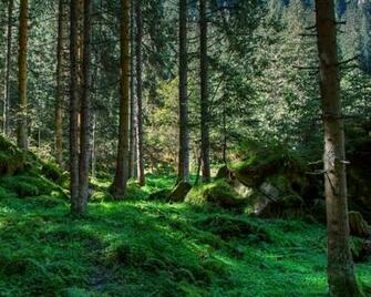 International Day Of The Forest World Forests Nature Summer