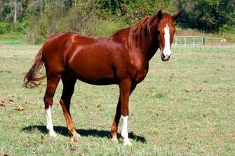 Exploring Horse Wallpaper Image Crazy Gallery