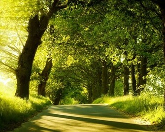 Green Image Forest Wallpaper Photos