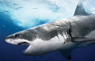 Animals Fish Sea Shark Wallpaper HD