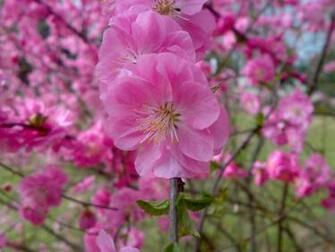 Pin Peach Blossoms Wallpaper Flower
