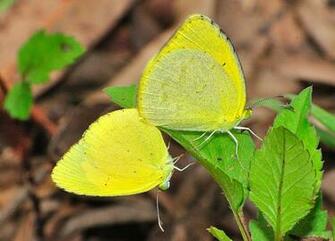 Small Grass Yellow Eurema Smilax