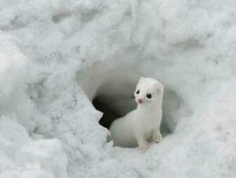 Lovely Wallpaper Little Cute Animals