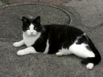 Black And White Cat Jpg
