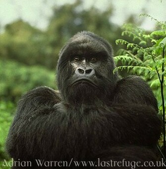 Gorilla Wallpaper Bilder Wallpaperbild Und Foto Tier