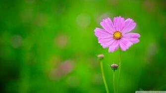 Pink Flower Green Background Wallpaper